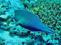 Un poisson-perrouet à lèvres vertes (Scarus viridifucatus)