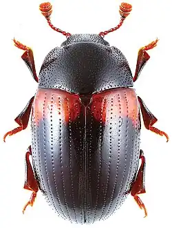 Scelidopetalon biwenxuani