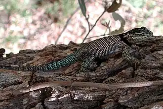 Description de l'image Sceloporus jarrovi.jpg.