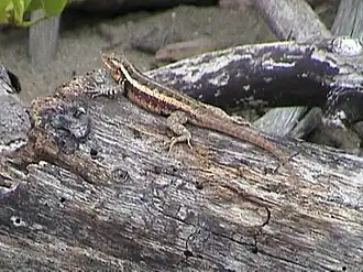 Description de l'image Sceloporus variabilis.jpg.