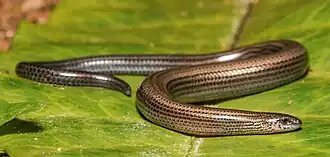 Description de l'image Scelotes inornatus 321856430 (cropped).jpg.