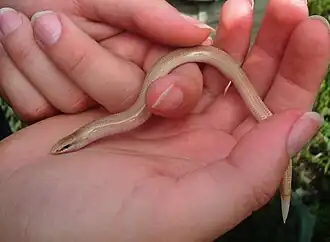 Description de l'image Scelotes montispectus - endemic skink of Cape Town - Blaauwberg reserve.jpg.