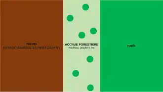 Schéma accrue forestière