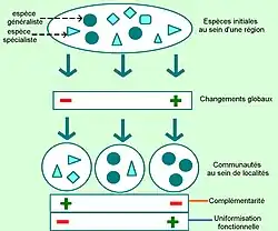 Schéma décrivant l’impact de la perte des spécialistes sur la complémentarité fonctionnelle et entraîne ainsi une uniformisation fonctionnelle (tiré de Clavel et al. 2010)