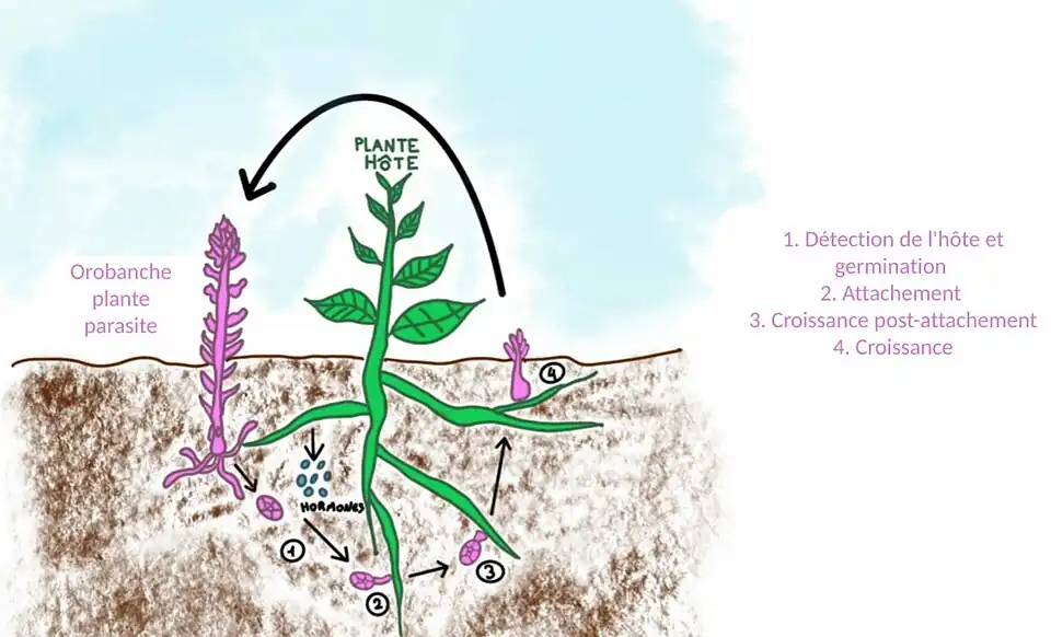 Schéma du cycle de développemnt de l'Orobranche