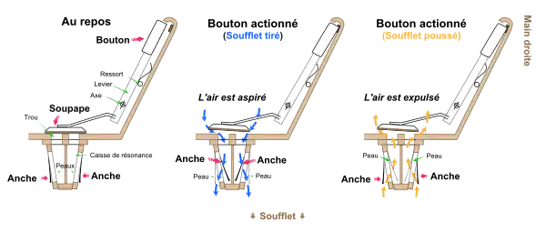 Schéma du mécanisme main droite d'un accordéon diatonique.