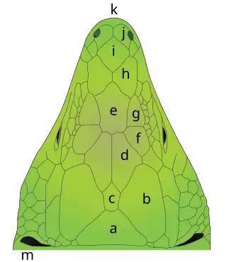 Schéma légendé de la tête chez Timon lepidus