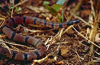 Description de l'image Schach's Ground Snake (Atractus schach) (10405784663).jpg.