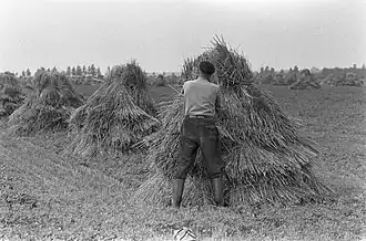 Récolte des céréales