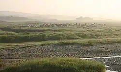Au tiers supérieur, des moutons de Drenthe en pâture. À l'arrière-plan à gauche la ligne de dunes (brisée en 1802).