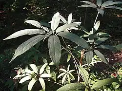 Heptapleurum fengii jardin jungle.