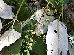 Heptapleurum macrophyllum Lào Cai, au Vietnam.