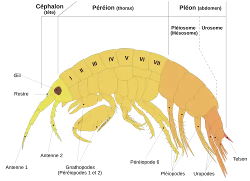 Schéma anatomique d'un amphipode.