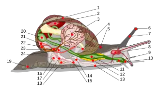 Coupe longitudinale d'un escargot, schéma montrant les différents organes situés dans la coquille ou dans la partie externe du corps