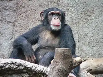 Chimpanzé