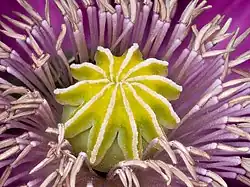 Un bulbe jaune, rehaussé de bords brillants, entouré de tiges violettes lumineuses.