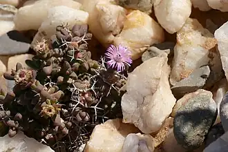 Description de l'image Schlechteranthus stylosus = Arenifera stylosa (Aizoaceae) (23526599008).jpg.