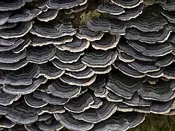 Trametes versicolor