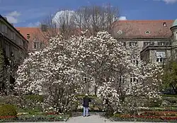 Arbre dans le Jardin des Bijoux.