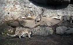 Famille de panthères des neiges, un jeune poursuit une seconde panthère des neiges