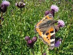 Photographie en couleurs et en gros plan d'un papillon posé sur une fleur mauve, et aux ailes oranges tachetées de blanc et de noir