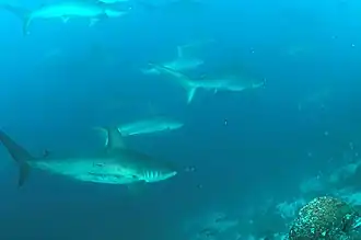 Sphyrnidés (Île Wolf, îles Galápagos).