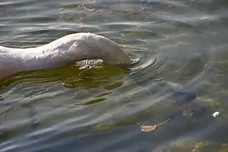 Plongeon de la tête et du cou.
