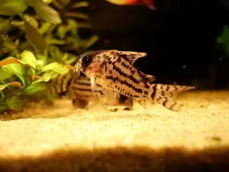 Description de cette image, également commentée ci-après