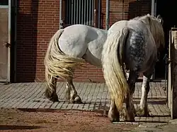 Croupe de deux Percherons allemands.