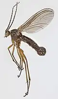 Sciara humeralis.