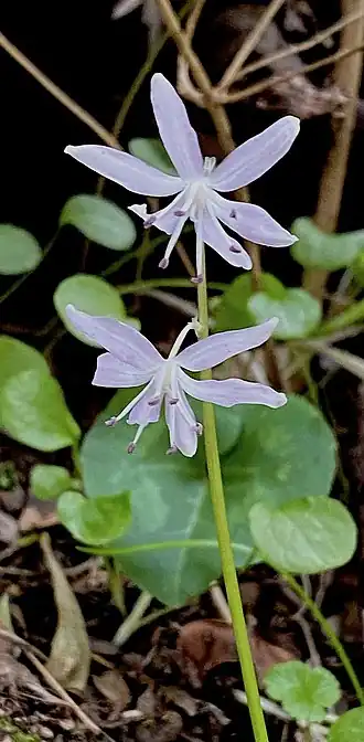 Description de l'image Scilla morrisii imported from iNaturalist photo 63769969 on 31 March 2021.jpg.