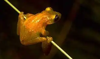 Description de l'image Scinax berthae.jpg.