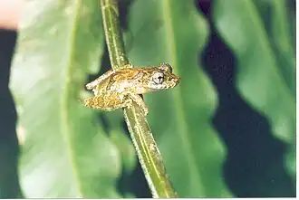 Description de l'image Scinax machadoi.jpg.