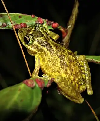 Description de l'image Scinax rogerioi 254032229.jpg.