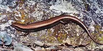 Description de l'image Scincella caudaequinae, Horsetail Falls ground skink, Tamaulipas.jpg.