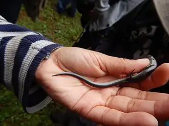 Description de l'image Scincella gemmingeri imported from iNaturalist photo 27161175 on 23 June 2020.jpg.