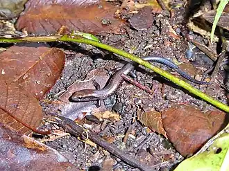 Description de l'image Scincella incerta 13729533.jpg.