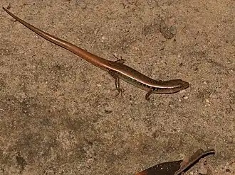 Description de l'image Scincella rupicola 60486291.jpg.