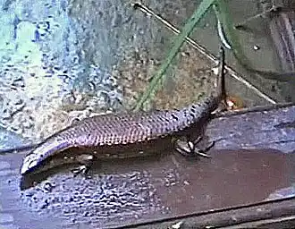 Description de l'image Scincidae - Tytthoscincus temasekensis (cf.) (Singapore Swamp Skink.).jpg.