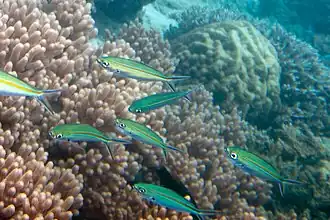 Description de l'image Scissortail fusilier Caesio caerulaurea (5847344064).jpg.