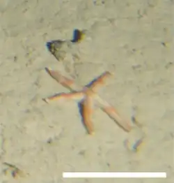 Sclerasterias neglecta (profonde)