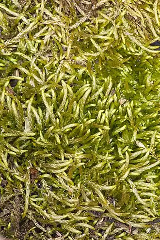 Description de l'image Scleropodium julaceum (scleropodium moss) (7039294431).jpg.