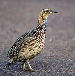 Scleroptila levaillantii