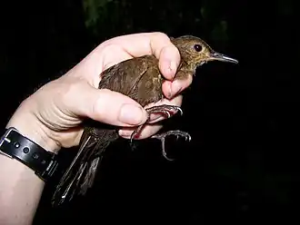 Description de l'image Sclerurus caudacutus Black-tailed Leaftosser; Yasuní National Park, Ecuador.jpg.