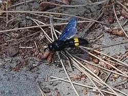 Scolia hirta unifasciata