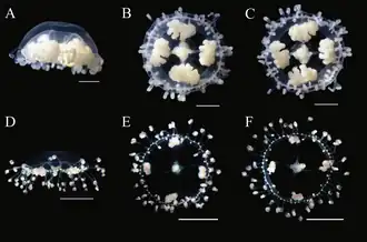 Description de l'image Scolionema sanshin (10.11646-zootaxa.4344.2.4) Figure 2.png.
