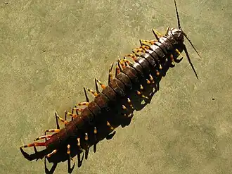 Description de l'image Scolopendra gigantea (2).jpg.