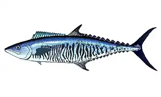 Description de l'image Scomberomorus commerson.jpg.