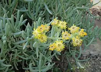 Description de l'image Scopelogena verruculata kz02.jpg.