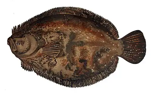 Scophthalmus rhombus.